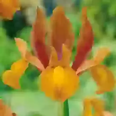 Autumn Princess